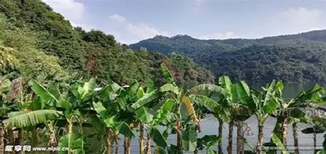 香蕉视频 - 自然风光短视频